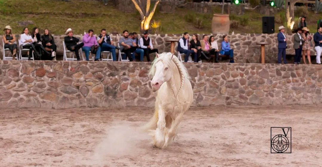 Gypsy Vanner cremello en la pista ante los invitados