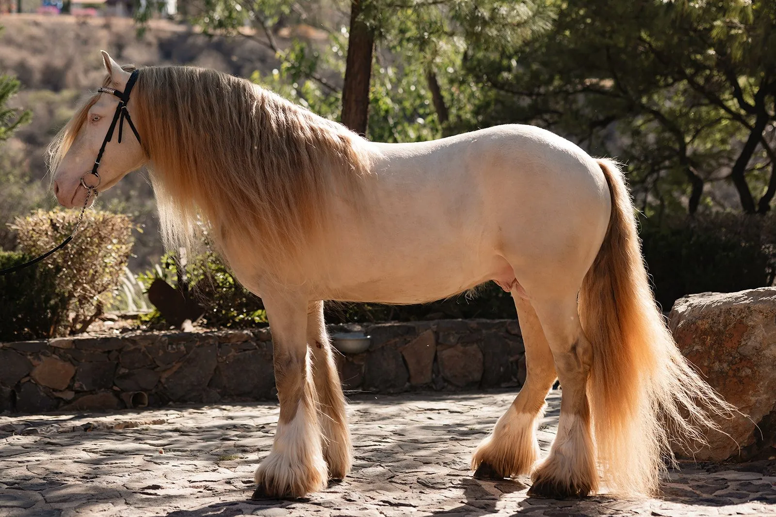 Gypsy Vanner cremello al sol