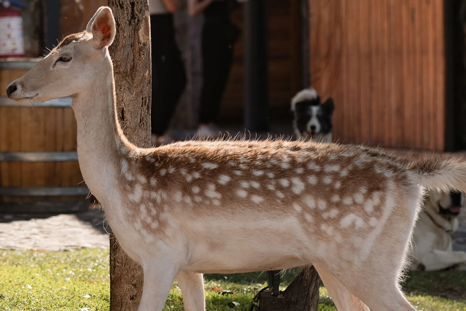 Venado en libertad en el rancho