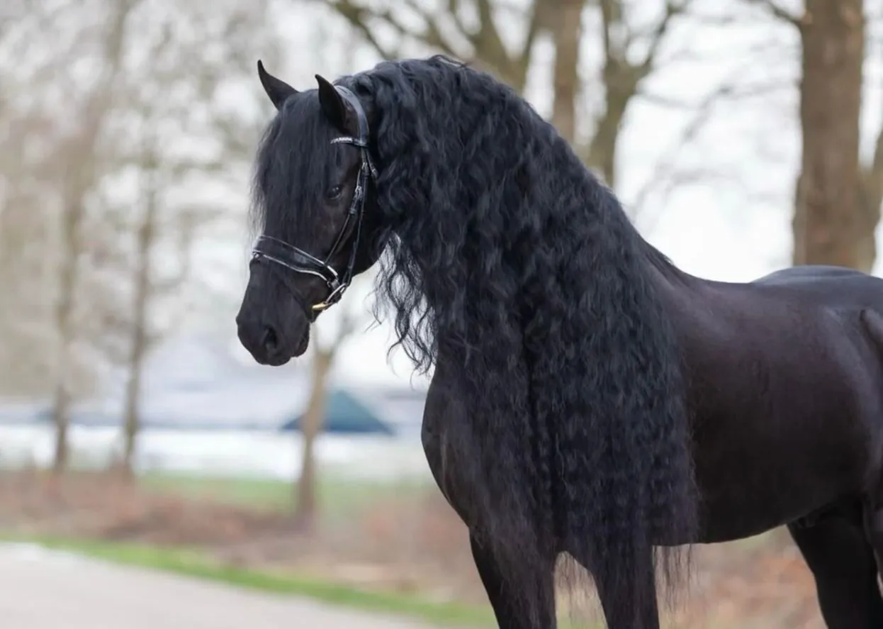 Friesian negro de melena larga y ondulada