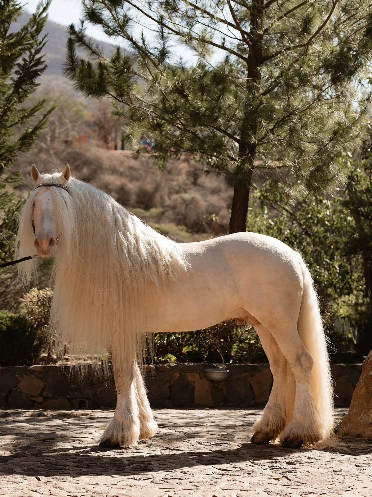 Gypsy Vanner cremello entre pinos en Rancho El Descanso