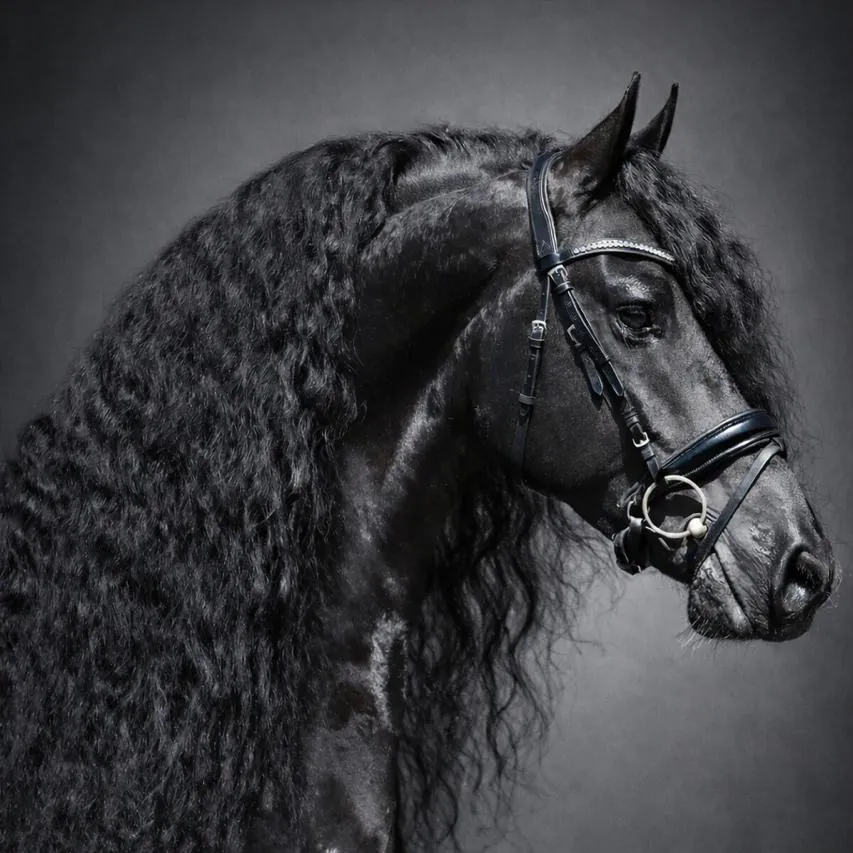 Dusse Van, Friesian