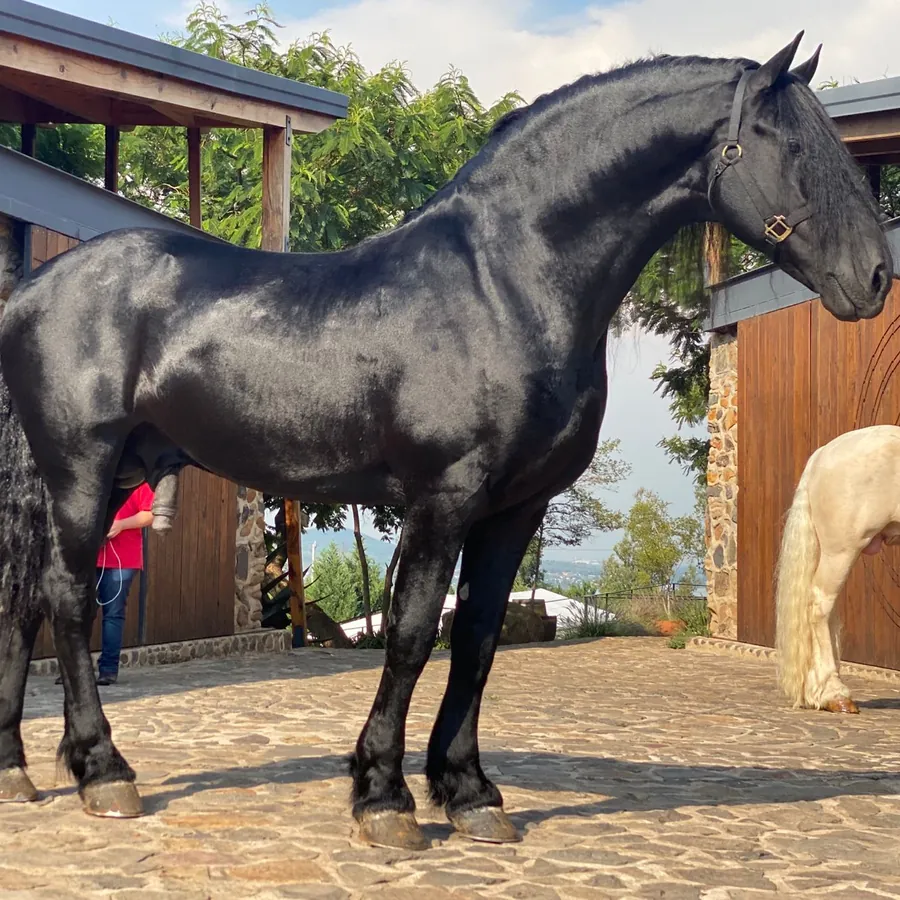 Nico, semental Friesian, retrato de perfil